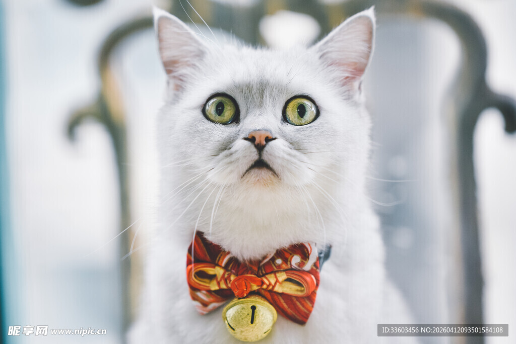 戴领结的可爱白猫咪