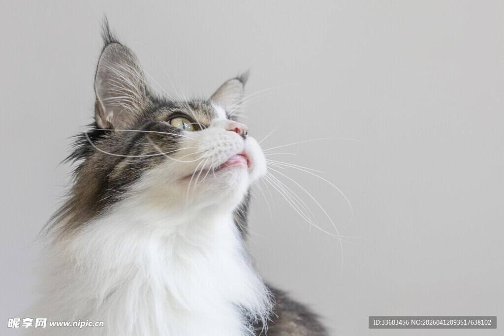 长毛猫仰头神态特写