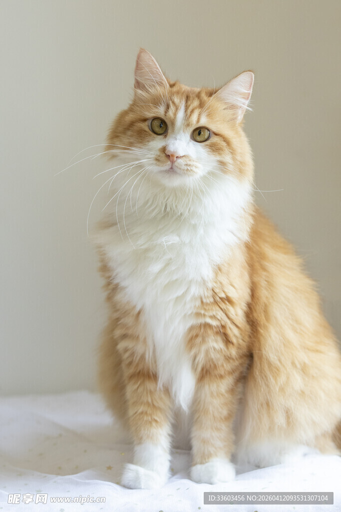 橘白长毛猫端坐