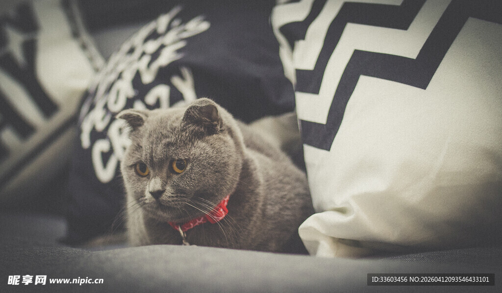 慵懒猫咪卧于抱枕间