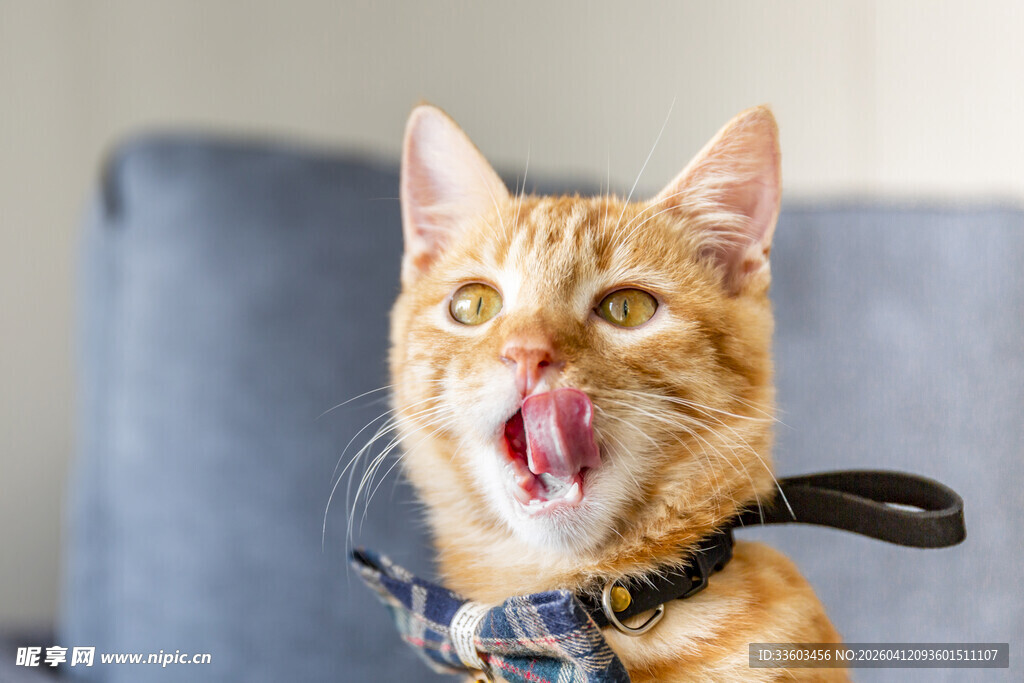 吐舌橘猫表情超萌
