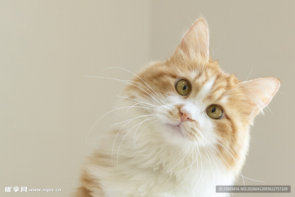 可爱橘白猫咪抬头凝望