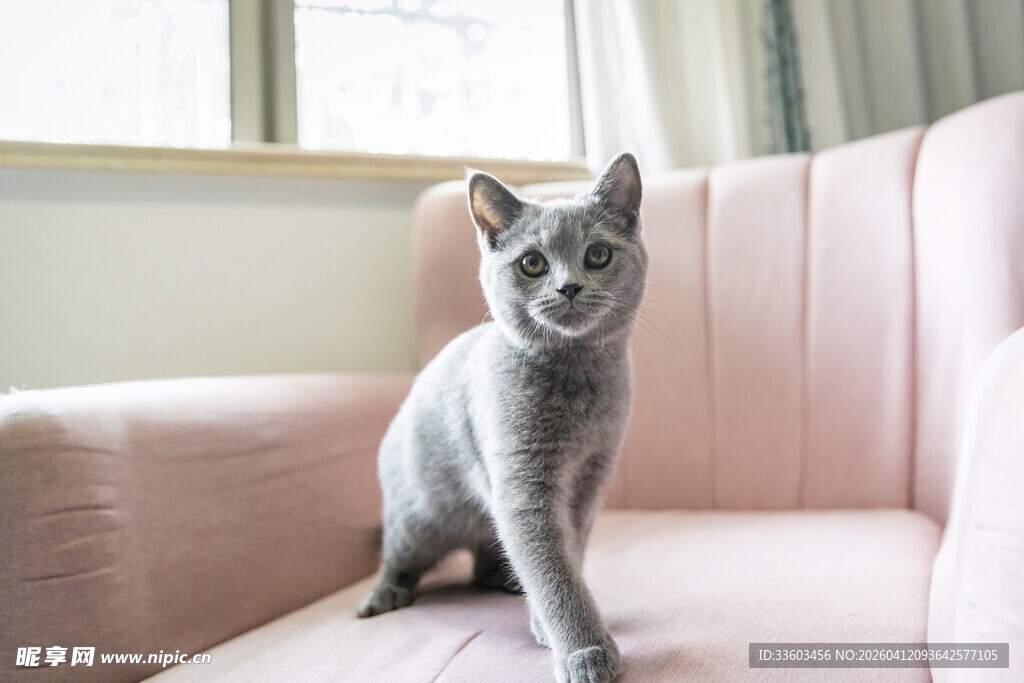 灰猫端坐粉色沙发上