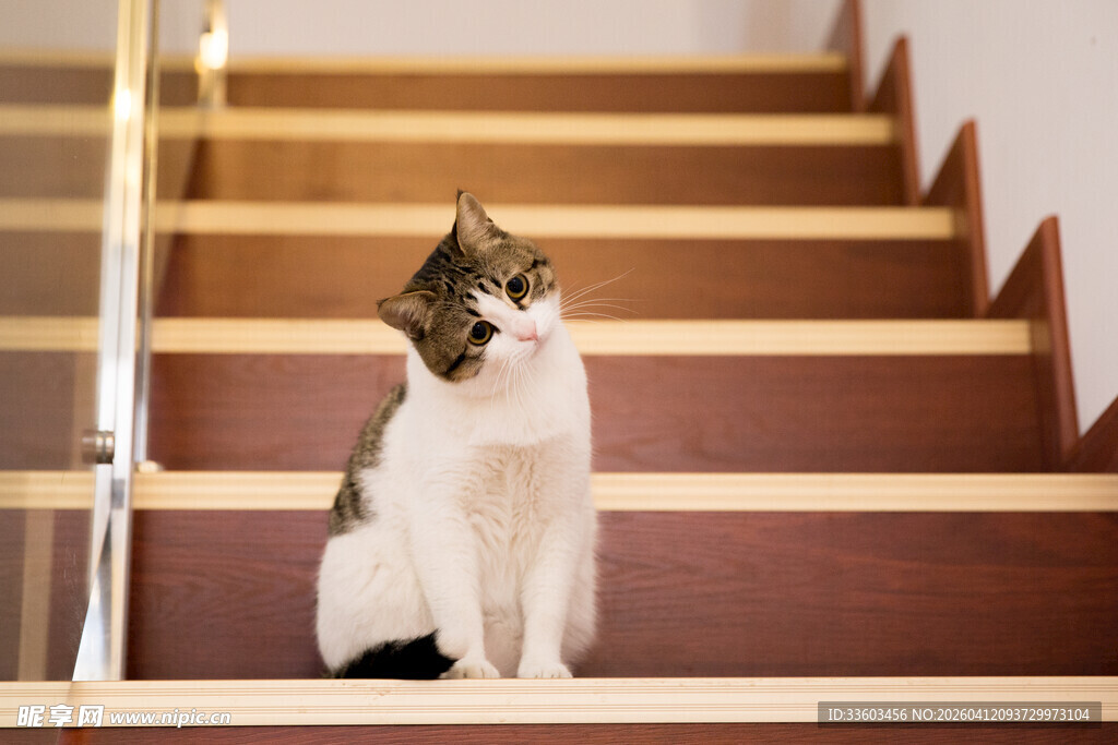 楼梯上的可爱猫咪
