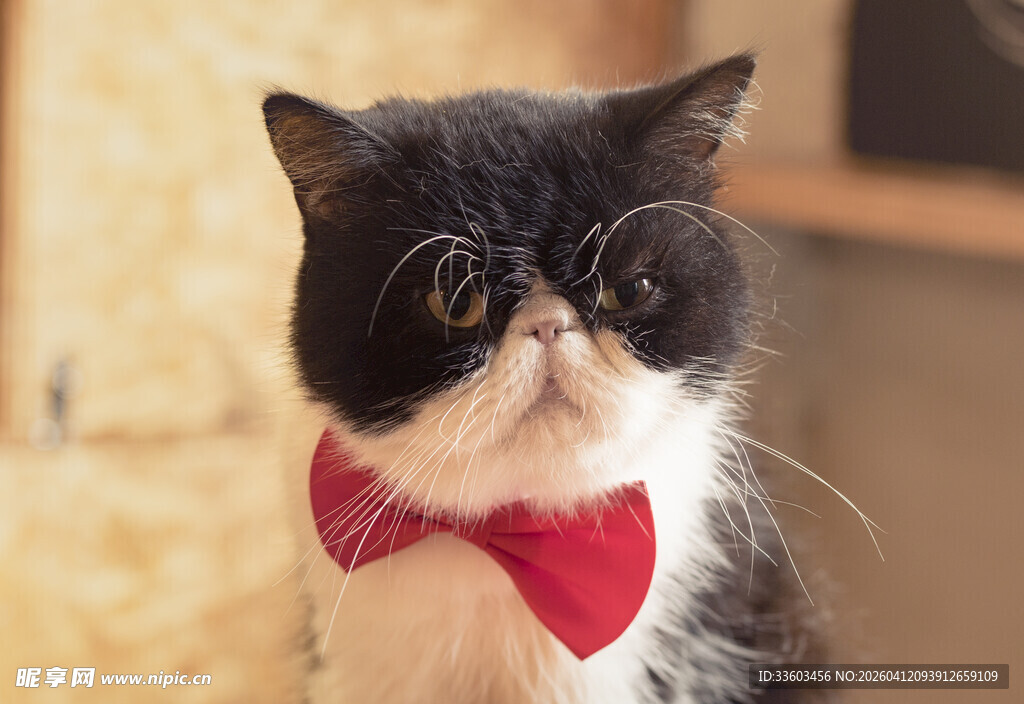 戴领结的可爱黑白色猫咪