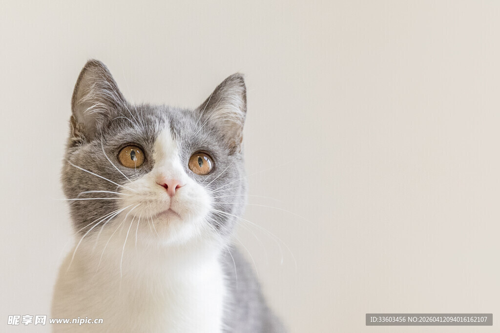 灰白猫咪抬头望