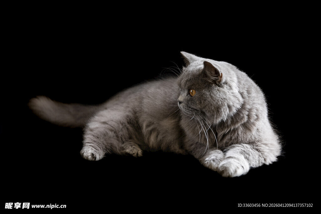 侧卧的灰白猫咪