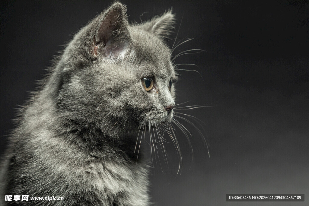 灰猫侧颜特写