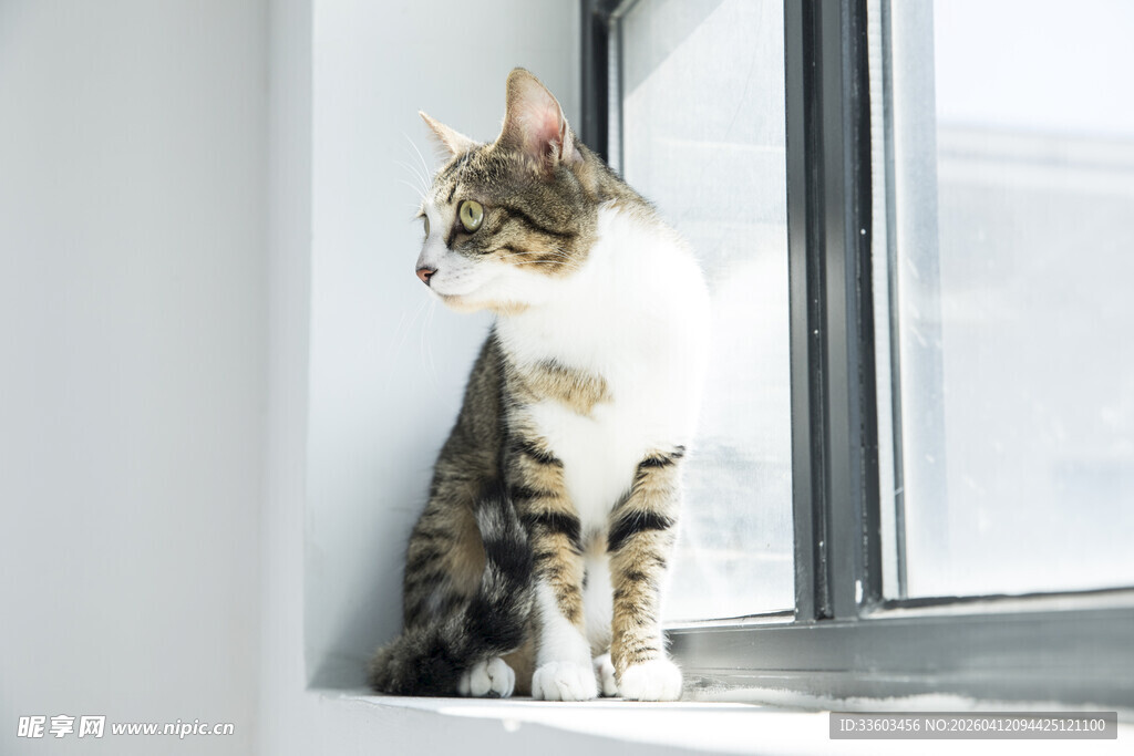 窗边猫咪眺望远方