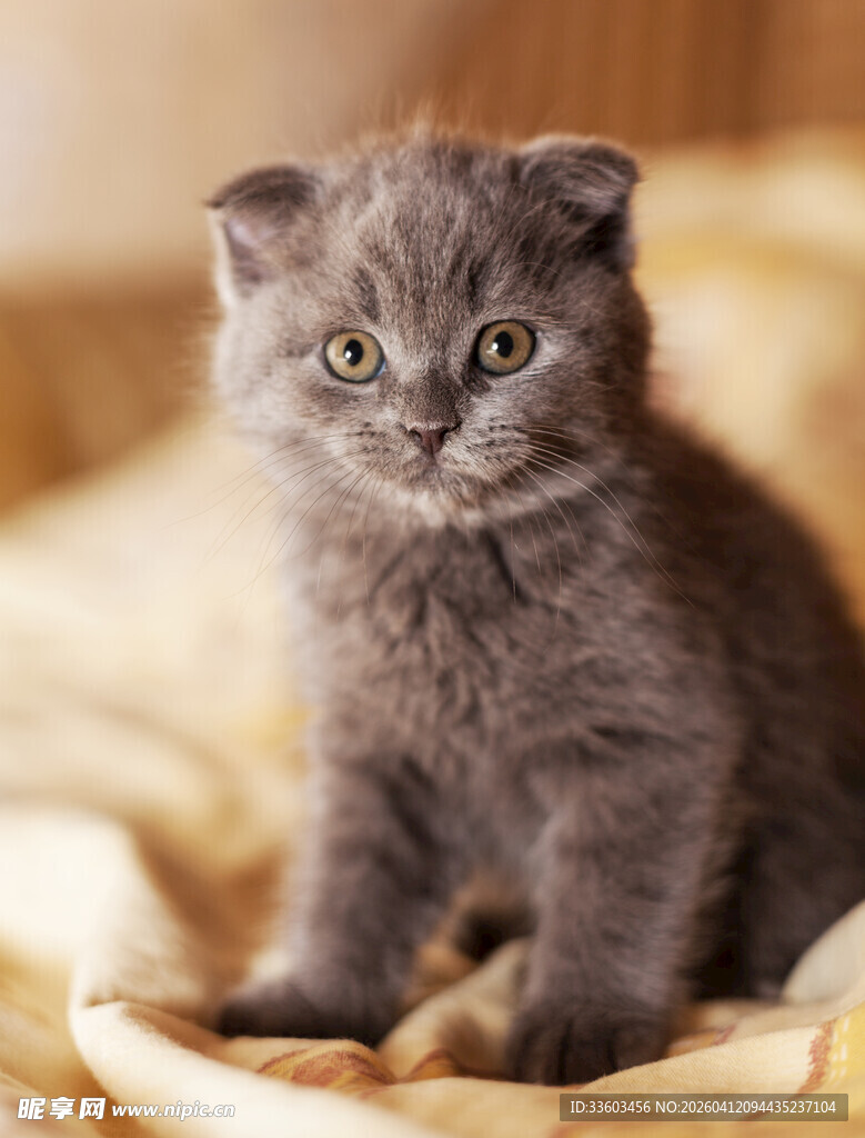 可爱小灰猫坐于柔软布上