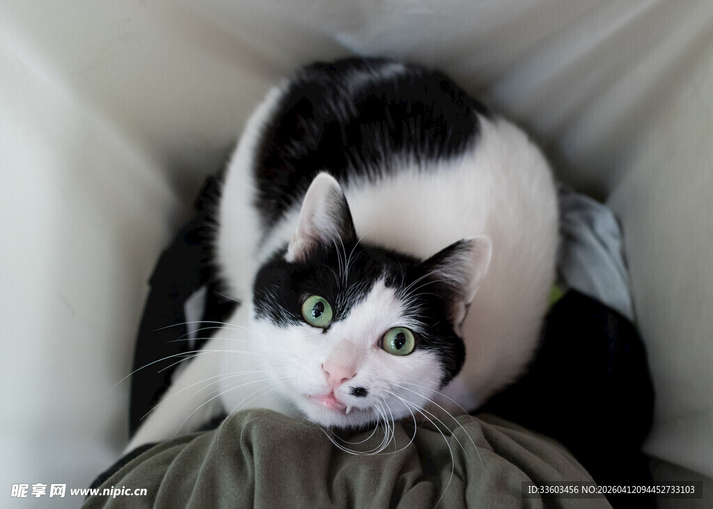 黑白猫咪惬意躺卧