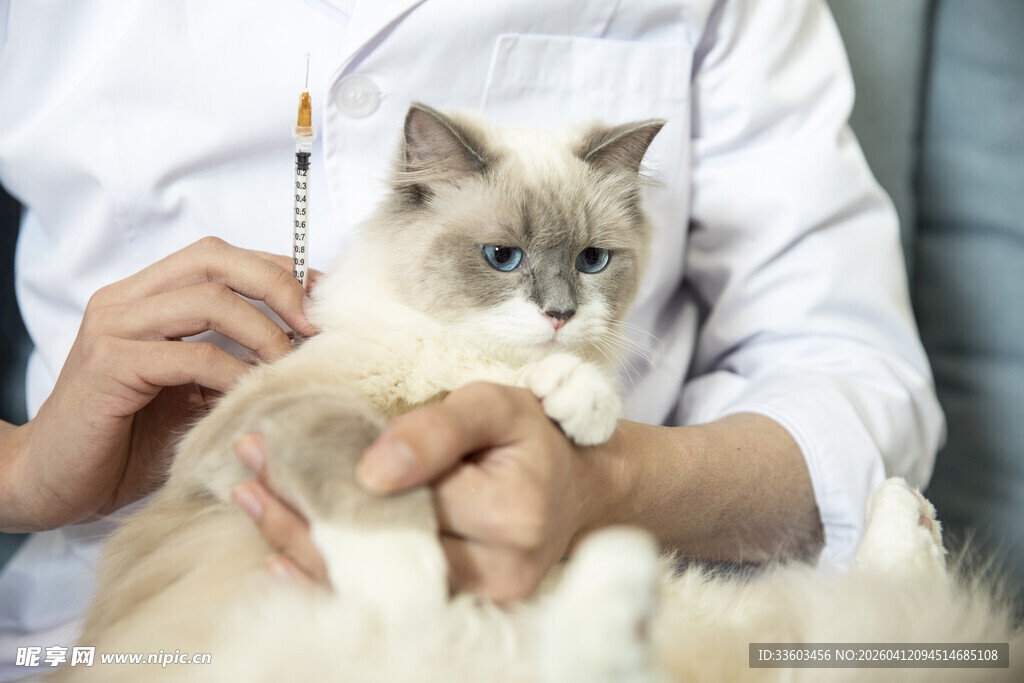 医生怀抱检查中的布偶猫