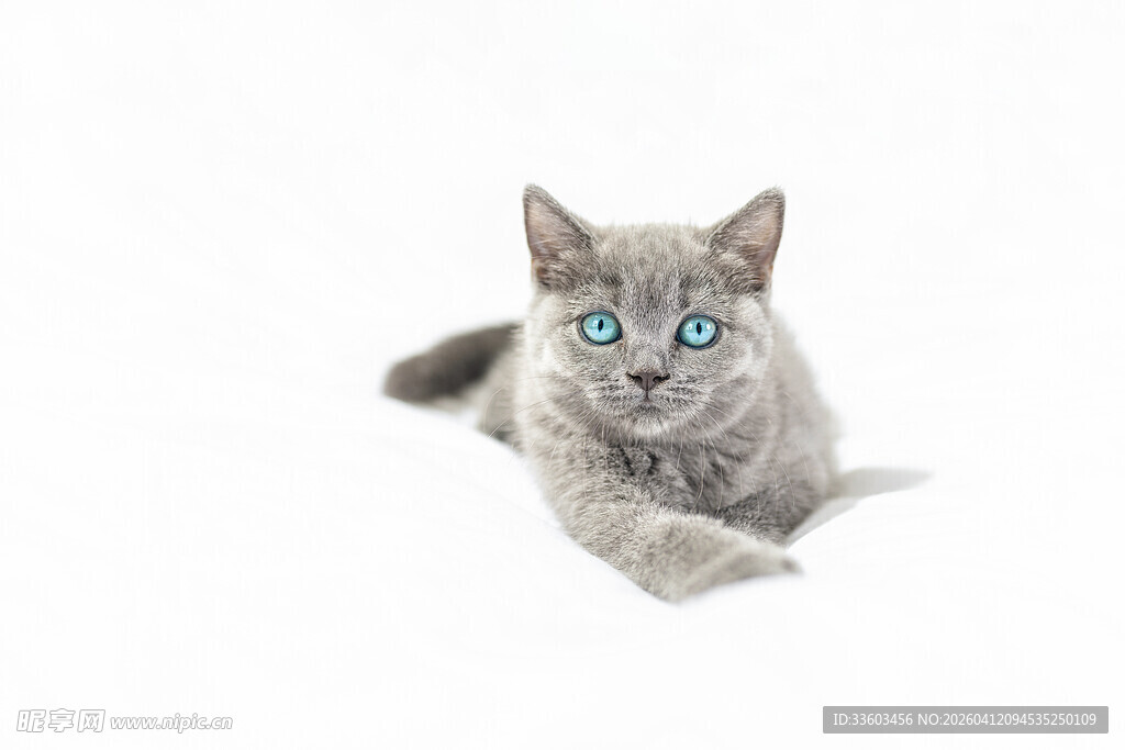 蓝眼灰猫趴卧特写