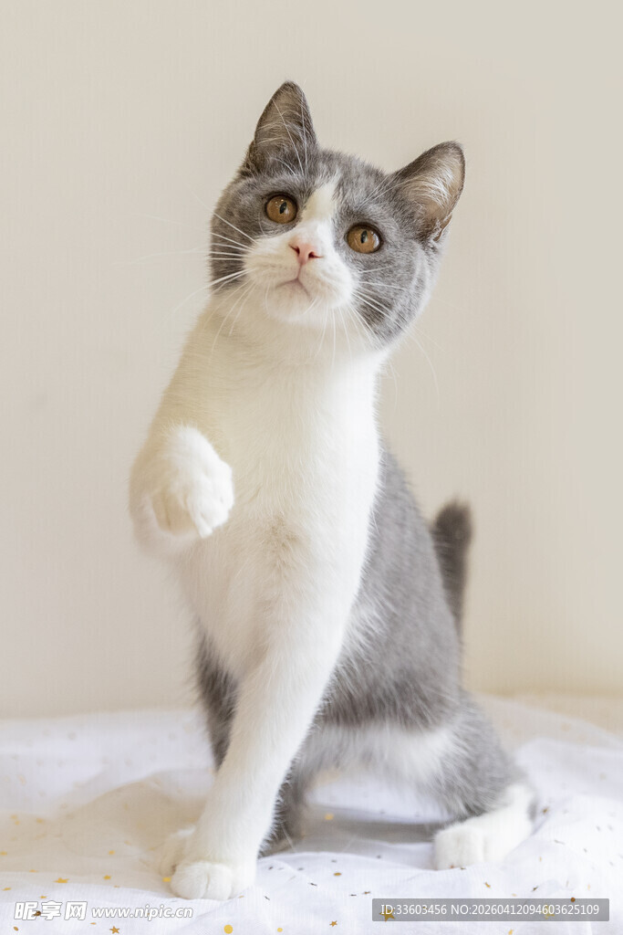 灰白猫咪站立好奇张望