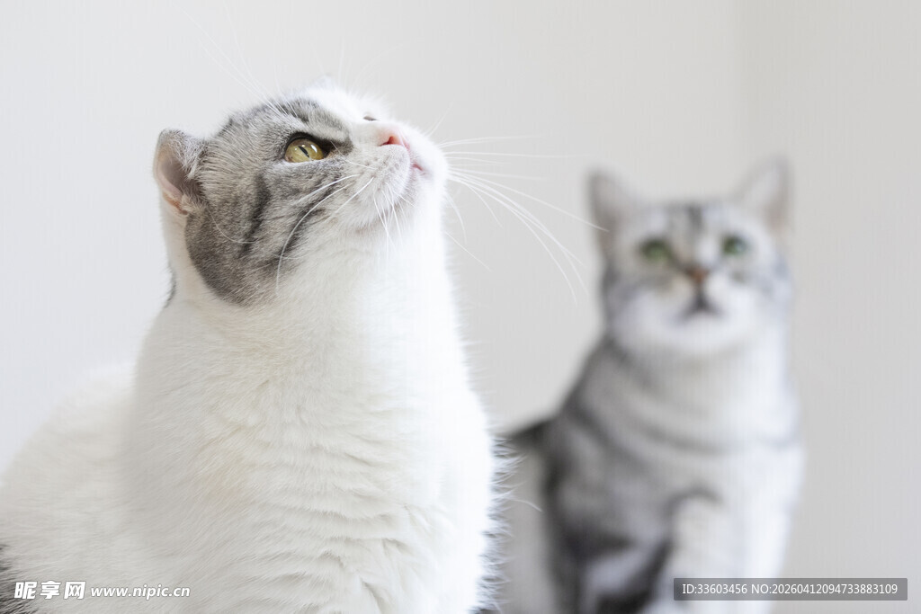 两只猫咪抬头望