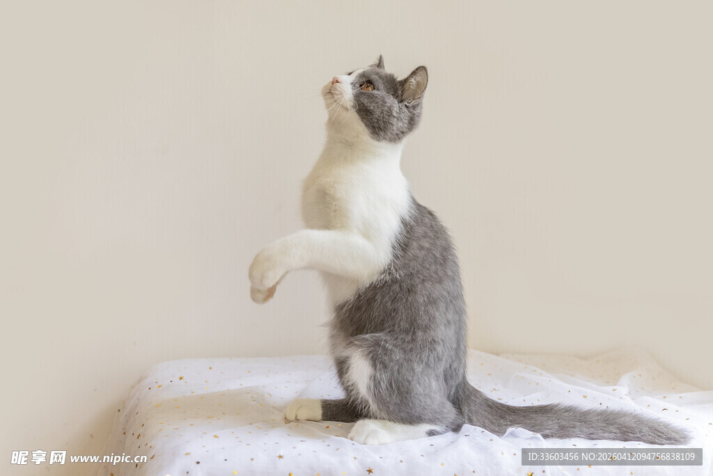 灰白猫咪坐立好奇张望