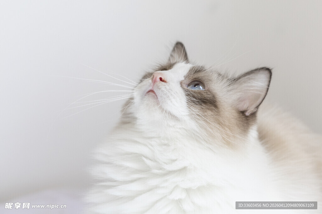 仰头的可爱布偶猫