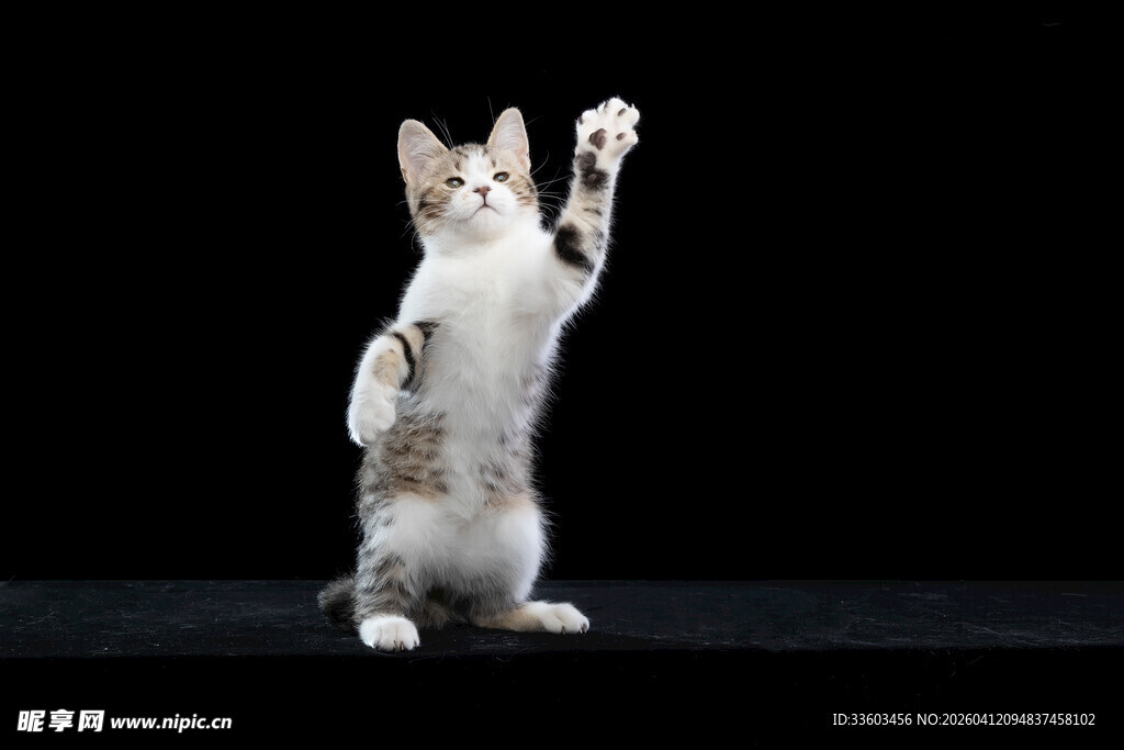 站立猫咪举手卖萌