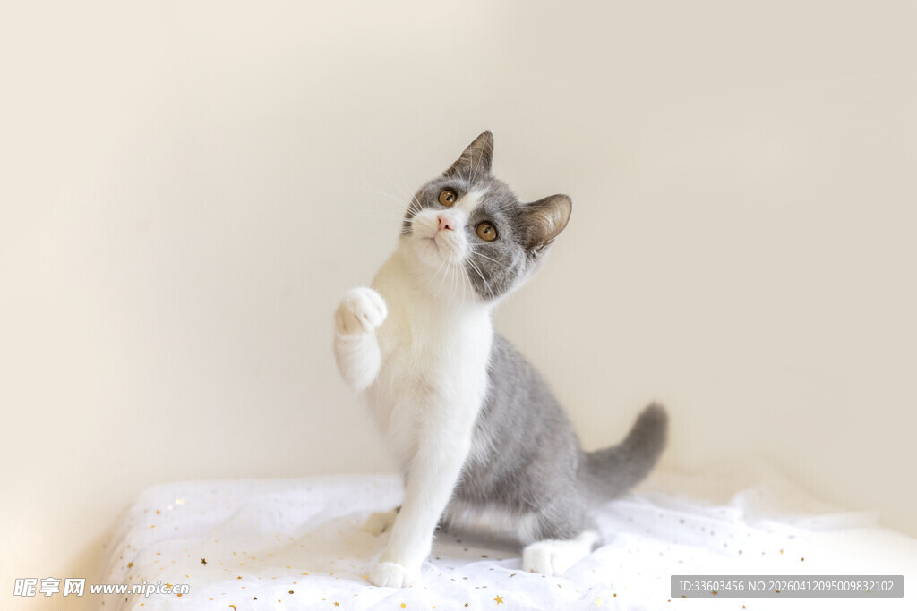 灰白猫咪站立好奇张望