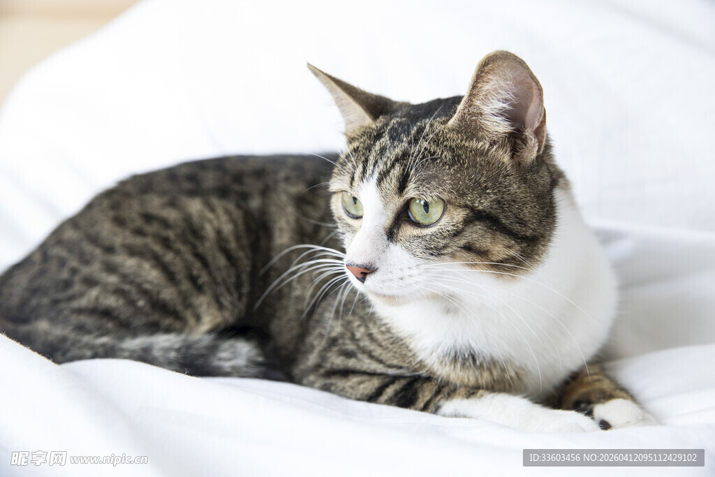 卧于白床的斑纹猫咪
