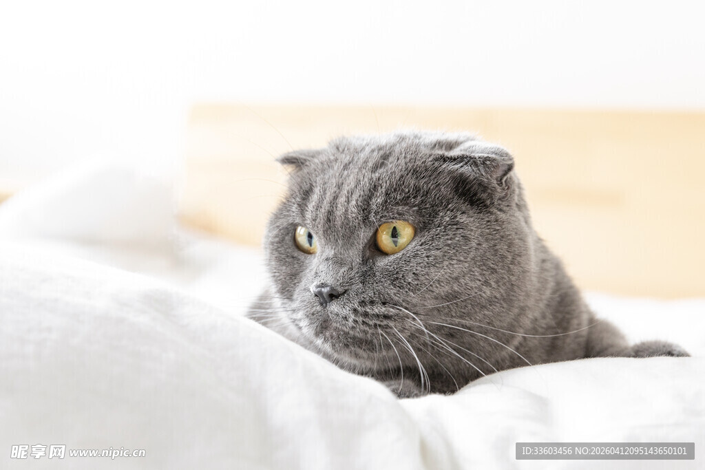 慵懒灰猫卧于柔软床铺