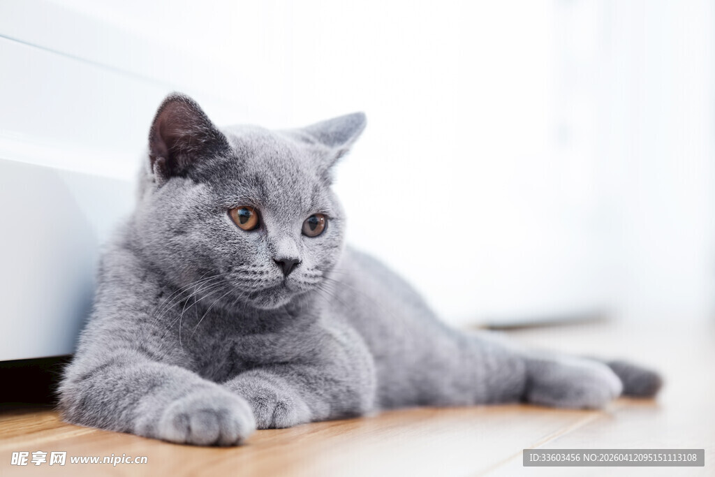 灰色猫咪惬意趴木地板
