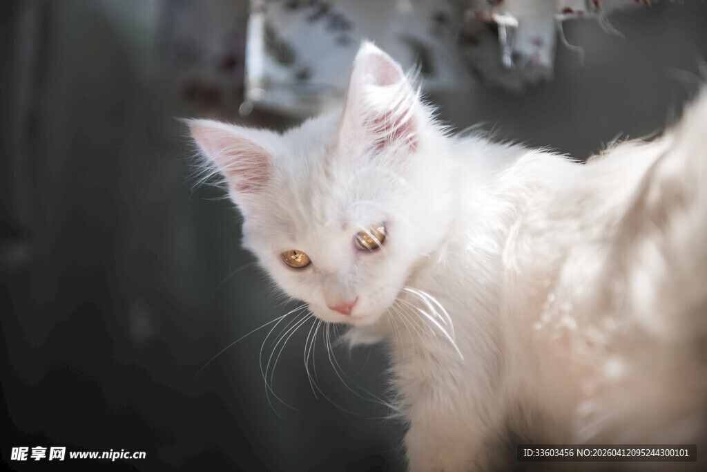 白色猫咪特写