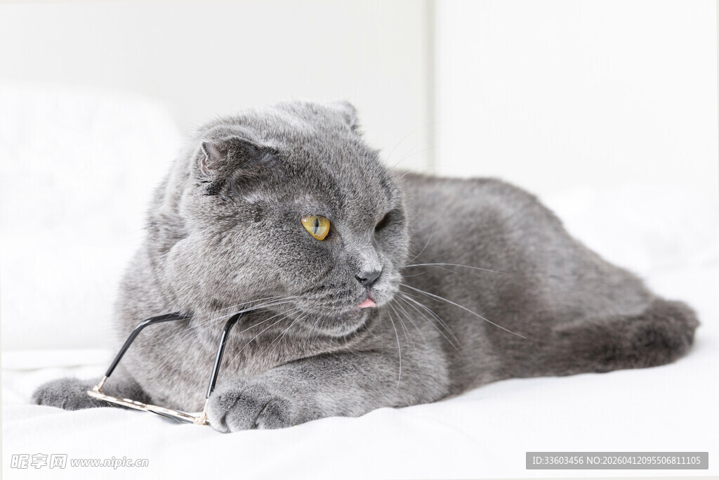 灰色折耳猫安静趴卧