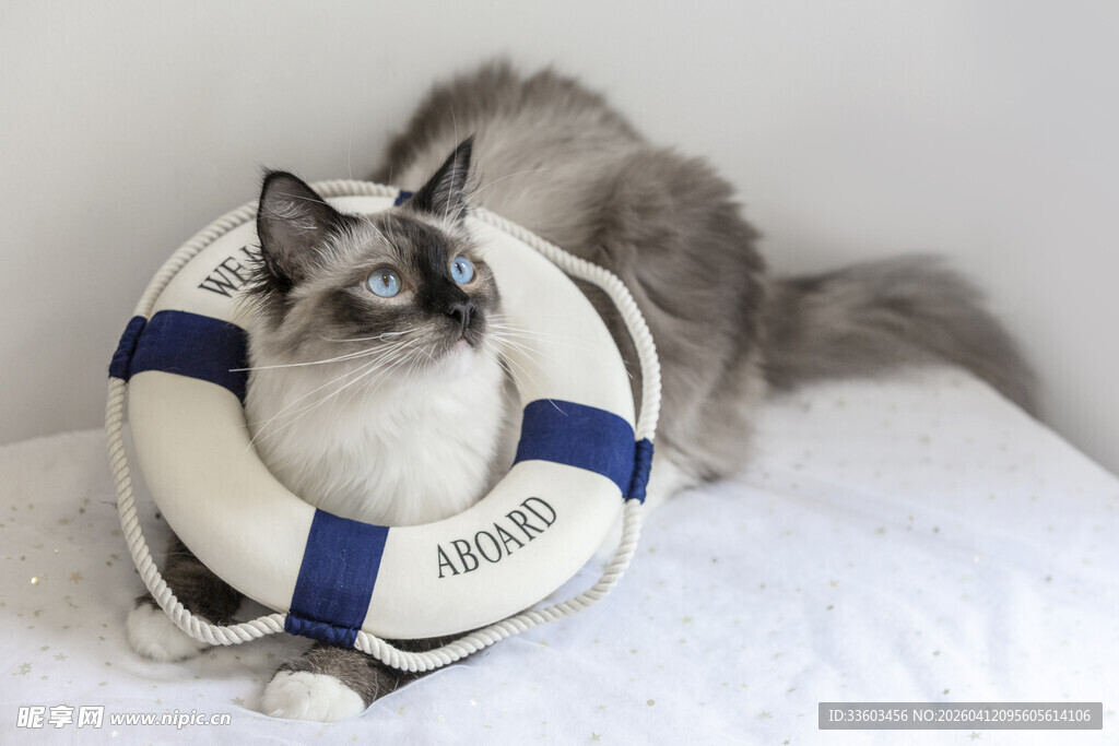 猫咪玩白色带蓝条游泳圈