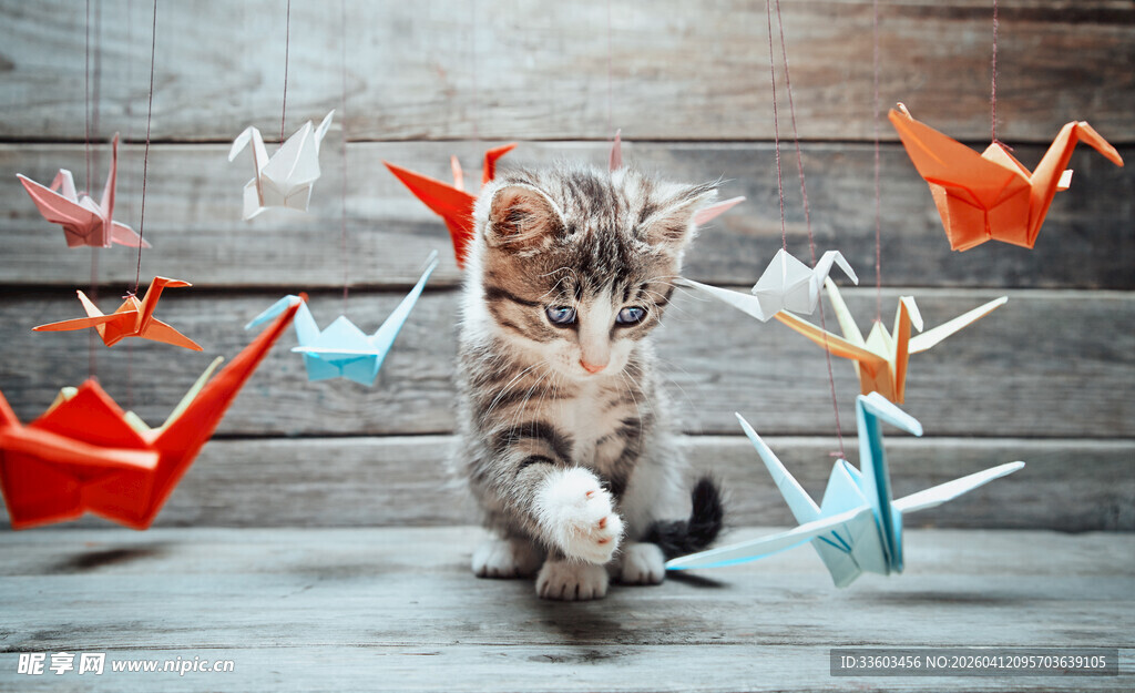 小猫玩折纸