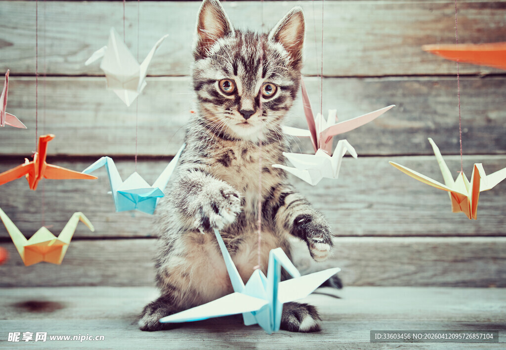 小猫与彩色折纸的趣味场景