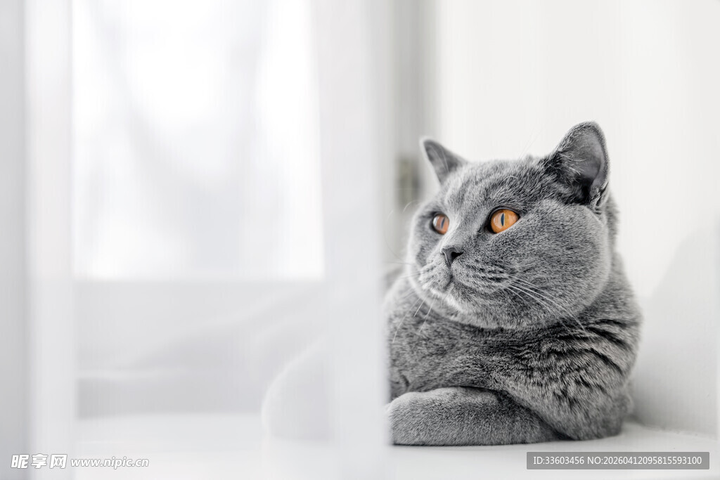 窗边慵懒的灰猫