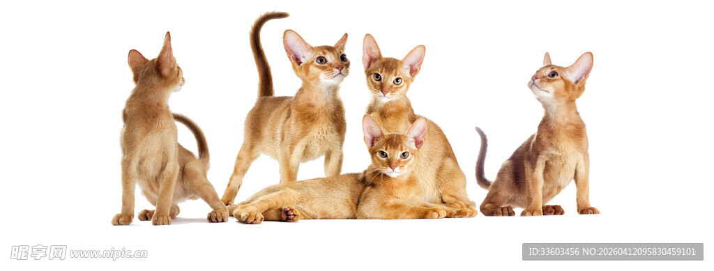 一群可爱阿比西尼亚猫