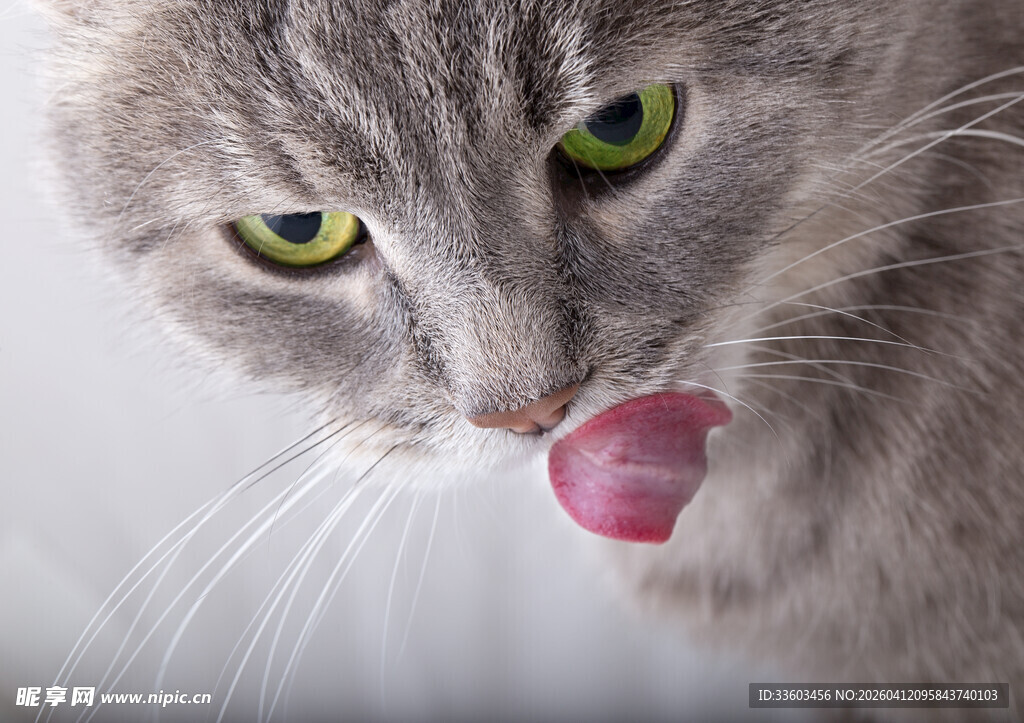 灰猫吐舌瞬间