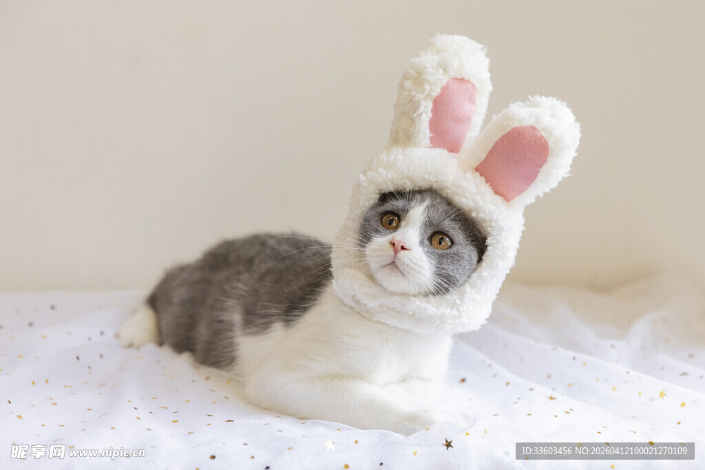 戴兔耳帽的可爱猫咪