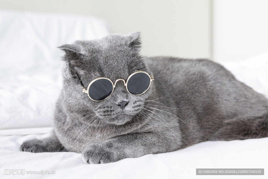 戴眼镜的萌宠猫咪