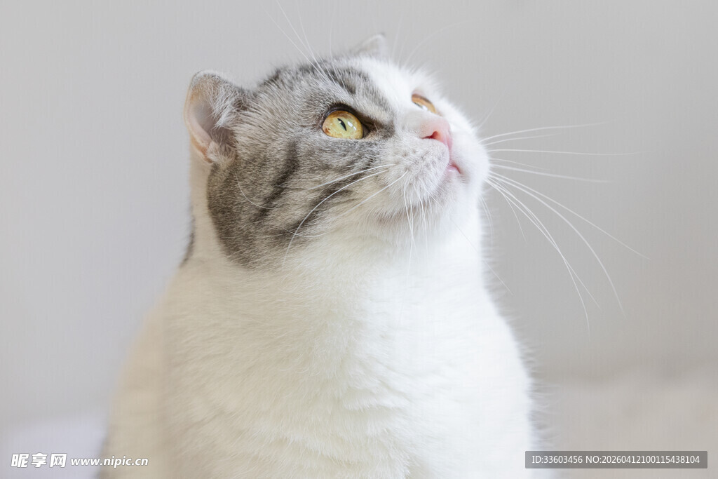 仰头的灰白猫咪