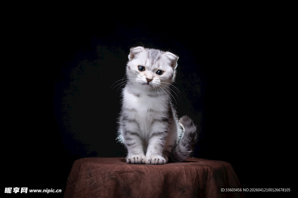 可爱银渐层猫咪端坐