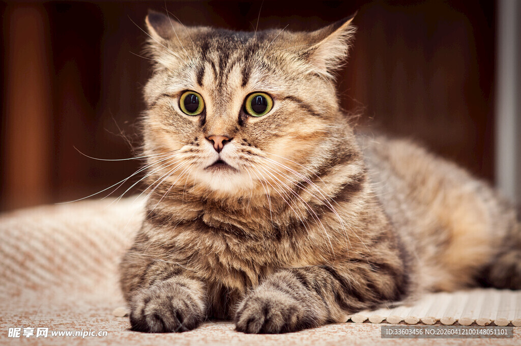 可爱虎斑猫安静趴卧