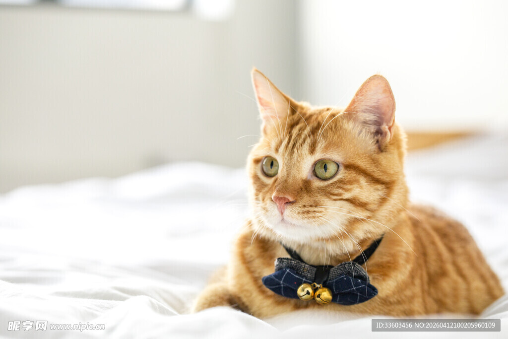 戴领结的可爱橘猫