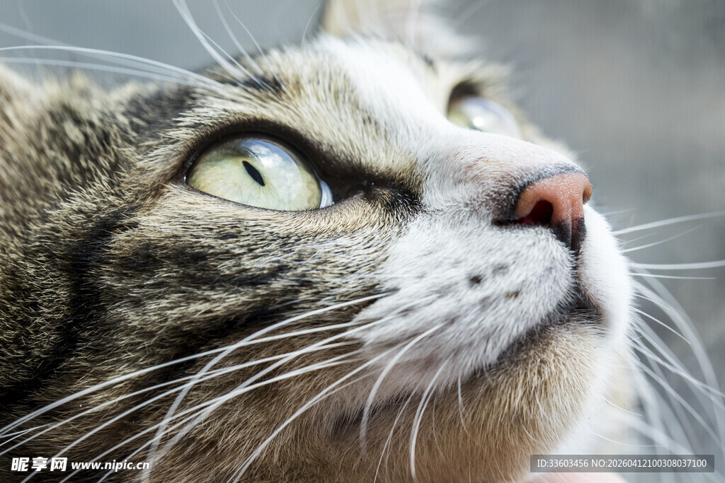 仰望的斑纹猫咪