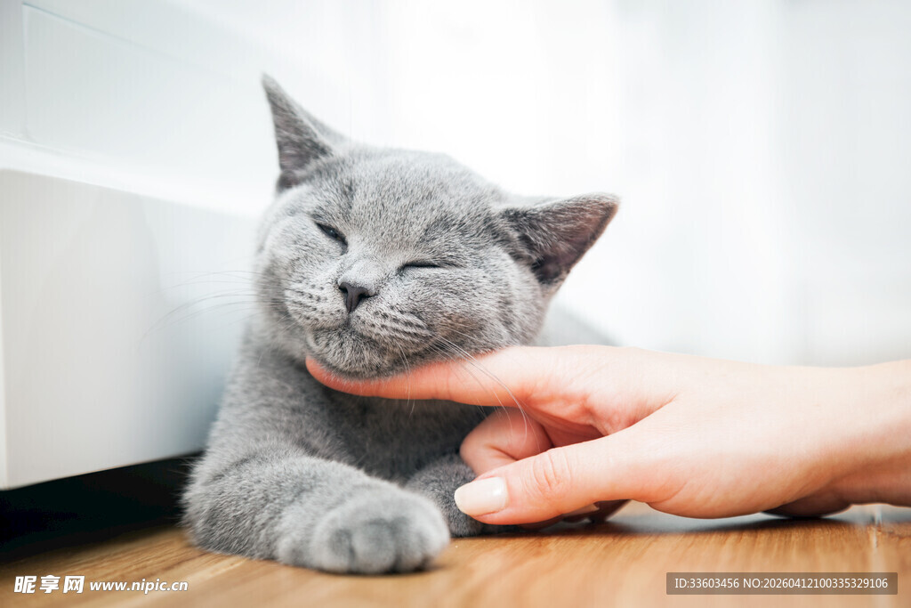 猫咪惬意享受温柔抚摸