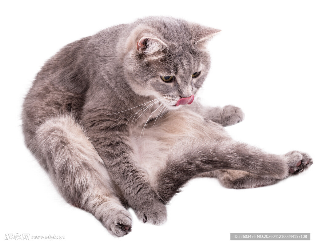 灰色猫咪惬意舔毛