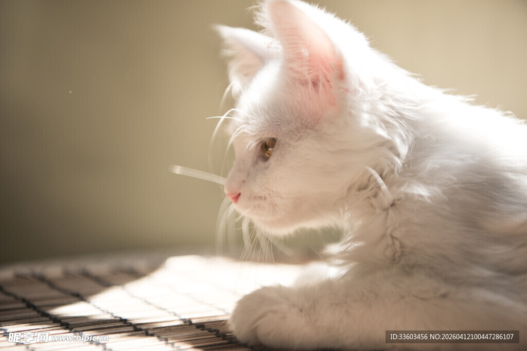 阳光下的白色猫咪