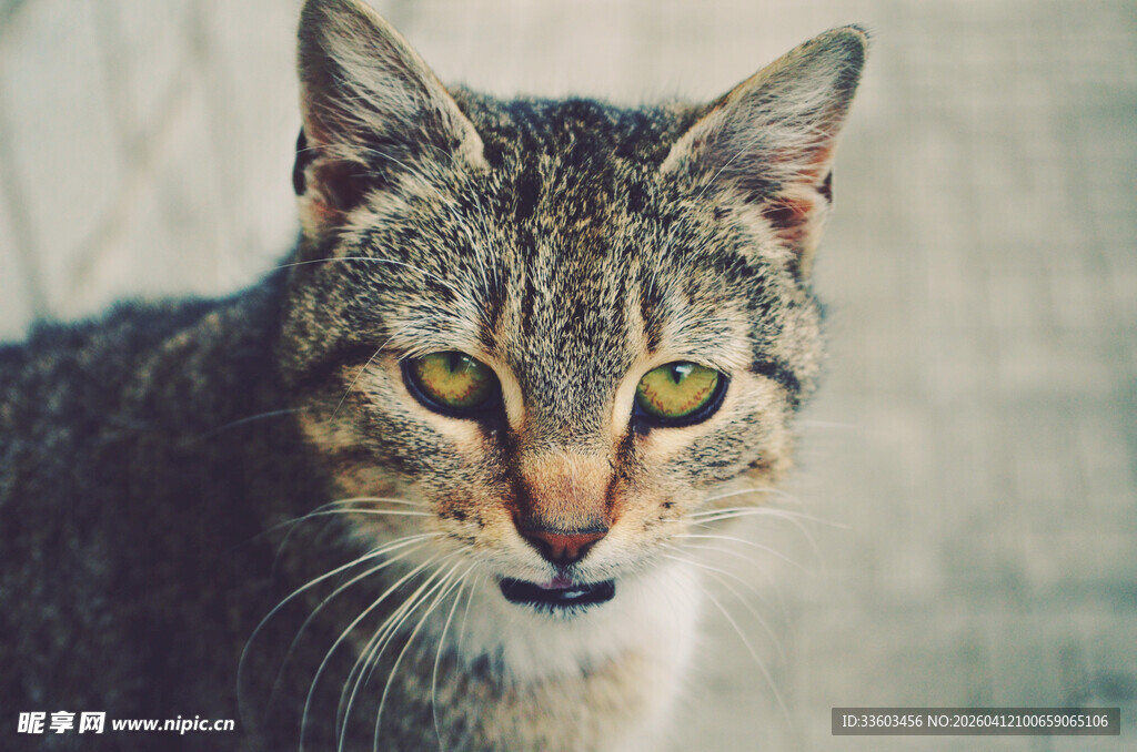 凝视的斑纹猫咪