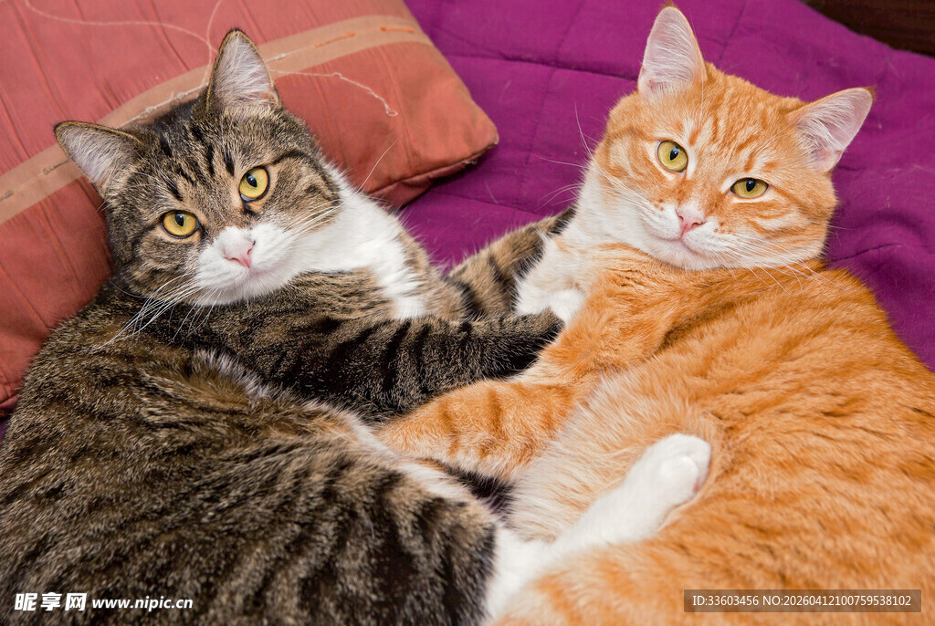 两只猫咪依偎在一起