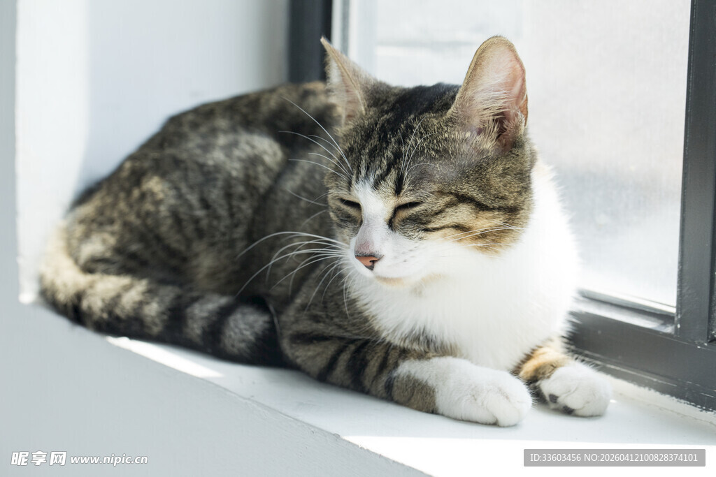窗边慵懒猫咪