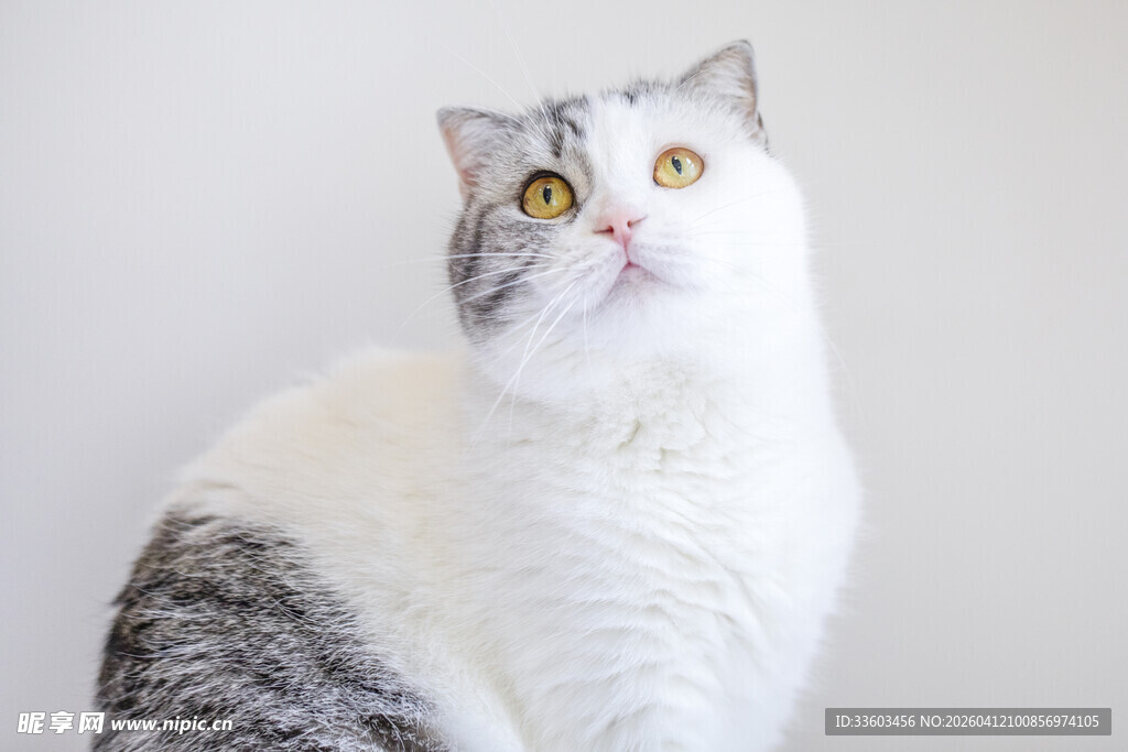 灰白猫咪抬头好奇张望