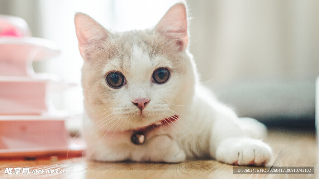 可爱小白猫趴地卖萌