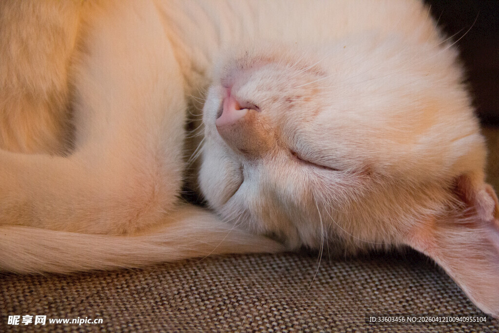 酣睡的可爱猫咪